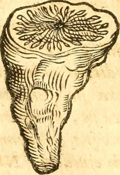 An illustration from Fabii Columnæ, Lyncei, nobilis Neapolitani, genere Romani, Opusculum de Purpura : Romae primùm, an. 1616 editum, & nunc iterùm luci datum, operâ ac studio Johann-Danielis Majoris ... cujus novissimè accesserunt annotationes quædam, 1675, leaf 241