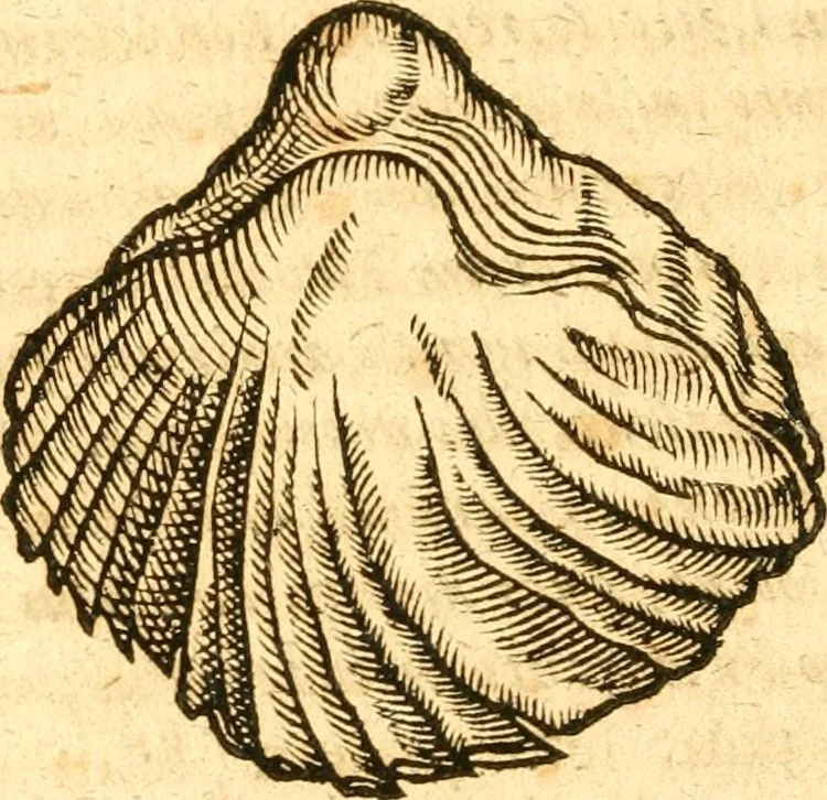 An illustration from Fabii Columnæ, Lyncei, nobilis Neapolitani, genere Romani, Opusculum de Purpura : Romae primùm, an. 1616 editum, & nunc iterùm luci datum, operâ ac studio Johann-Danielis Majoris ... cujus novissimè accesserunt annotationes quædam, 1675, leaf 243