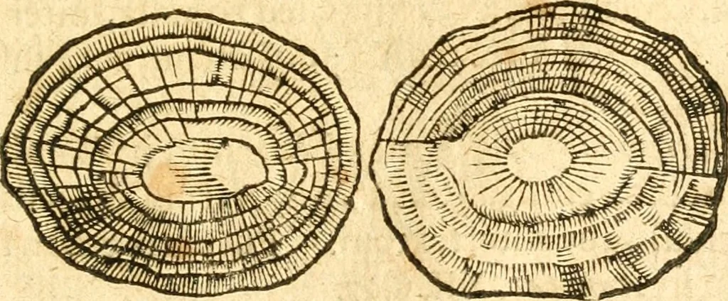 An illustration from Fabii Columnæ, Lyncei, nobilis Neapolitani, genere Romani, Opusculum de Purpura : Romae primùm, an. 1616 editum, & nunc iterùm luci datum, operâ ac studio Johann-Danielis Majoris ... cujus novissimè accesserunt annotationes quædam, 1675, leaf 244