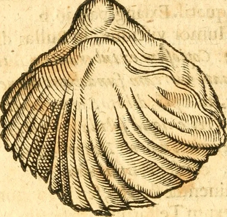 An illustration from Fabii Columnæ, Lyncei, nobilis Neapolitani, genere Romani, Opusculum de Purpura : Romae primùm, an. 1616 editum, & nunc iterùm luci datum, operâ ac studio Johann-Danielis Majoris ... cujus novissimè accesserunt annotationes quædam, 1675, leaf 255