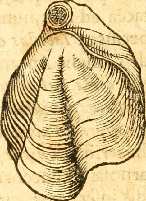 An illustration from Fabii Columnæ, Lyncei, nobilis Neapolitani, genere Romani, Opusculum de Purpura : Romae primùm, an. 1616 editum, & nunc iterùm luci datum, operâ ac studio Johann-Danielis Majoris ... cujus novissimè accesserunt annotationes quædam, 1675, leaf 259