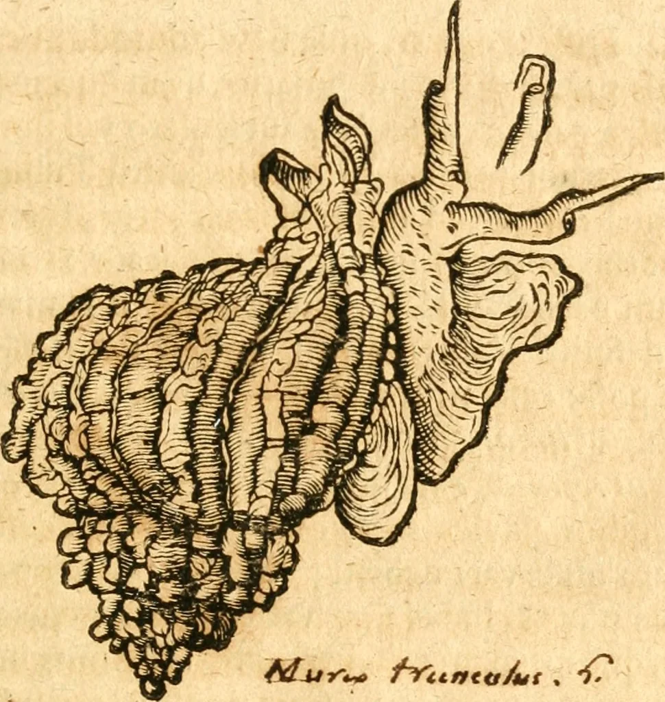 An illustration from Fabii Columnæ, Lyncei, nobilis Neapolitani, genere Romani, Opusculum de Purpura : Romae primùm, an. 1616 editum, & nunc iterùm luci datum, operâ ac studio Johann-Danielis Majoris ... cujus novissimè accesserunt annotationes quædam, 1675, leaf 32