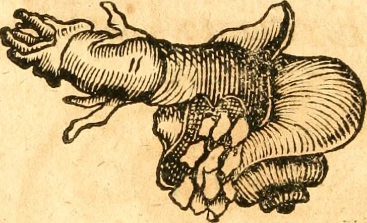 An illustration from Fabii Columnæ, Lyncei, nobilis Neapolitani, genere Romani, Opusculum de Purpura : Romae primùm, an. 1616 editum, & nunc iterùm luci datum, operâ ac studio Johann-Danielis Majoris ... cujus novissimè accesserunt annotationes quædam, 1675, leaf 39