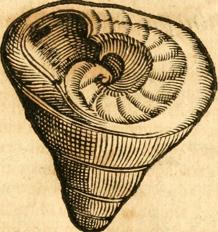 An illustration from Fabii Columnæ, Lyncei, nobilis Neapolitani, genere Romani, Opusculum de Purpura : Romae primùm, an. 1616 editum, & nunc iterùm luci datum, operâ ac studio Johann-Danielis Majoris ... cujus novissimè accesserunt annotationes quædam, 1675, leaf 40
