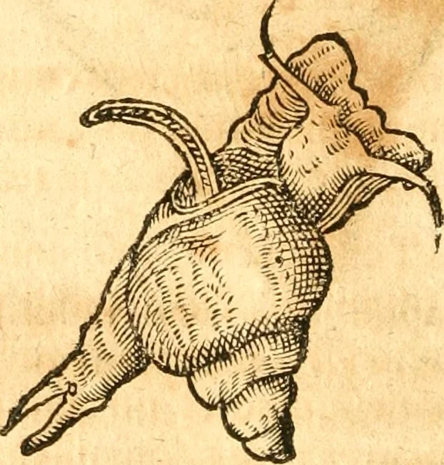 An illustration from Fabii Columnæ, Lyncei, nobilis Neapolitani, genere Romani, Opusculum de Purpura : Romae primùm, an. 1616 editum, & nunc iterùm luci datum, operâ ac studio Johann-Danielis Majoris ... cujus novissimè accesserunt annotationes quædam, 1675, leaf 41