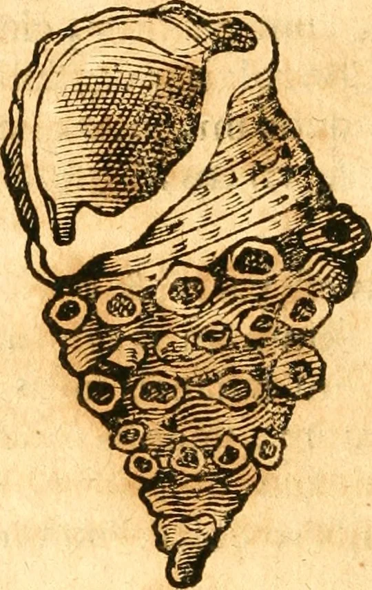 An illustration from Fabii Columnæ, Lyncei, nobilis Neapolitani, genere Romani, Opusculum de Purpura : Romae primùm, an. 1616 editum, & nunc iterùm luci datum, operâ ac studio Johann-Danielis Majoris ... cujus novissimè accesserunt annotationes quædam, 1675, leaf 43