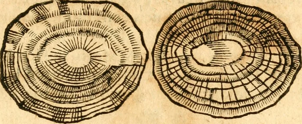 An illustration from Fabii Columnæ, Lyncei, nobilis Neapolitani, genere Romani, Opusculum de Purpura : Romae primùm, an. 1616 editum, & nunc iterùm luci datum, operâ ac studio Johann-Danielis Majoris ... cujus novissimè accesserunt annotationes quædam, 1675, leaf 44