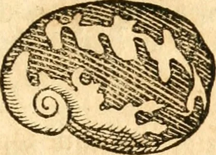 An illustration from Fabii Columnæ, Lyncei, nobilis Neapolitani, genere Romani, Opusculum de Purpura : Romae primùm, an. 1616 editum, & nunc iterùm luci datum, operâ ac studio Johann-Danielis Majoris ... cujus novissimè accesserunt annotationes quædam, 1675, leaf 48