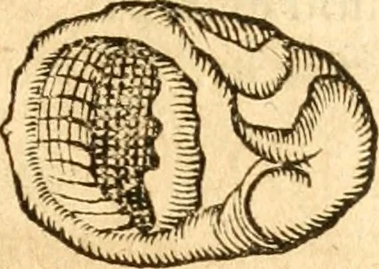 An illustration from Fabii Columnæ, Lyncei, nobilis Neapolitani, genere Romani, Opusculum de Purpura : Romae primùm, an. 1616 editum, & nunc iterùm luci datum, operâ ac studio Johann-Danielis Majoris ... cujus novissimè accesserunt annotationes quædam, 1675, leaf 48