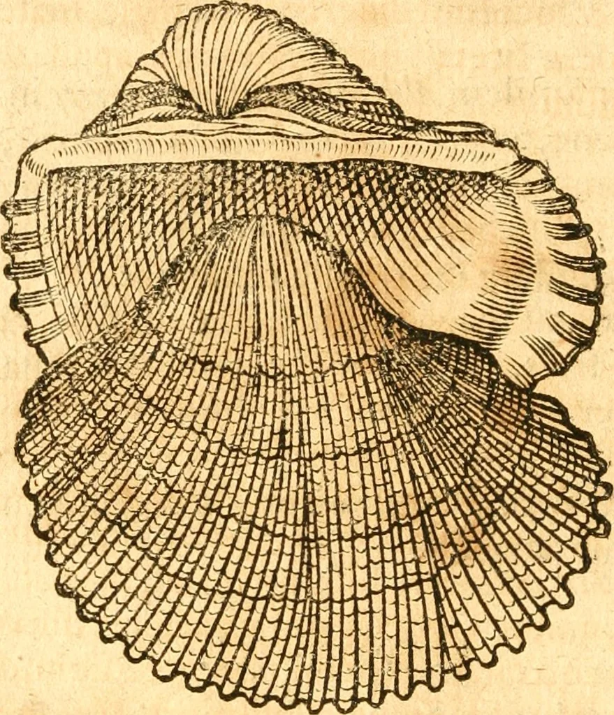 An illustration from Fabii Columnæ, Lyncei, nobilis Neapolitani, genere Romani, Opusculum de Purpura : Romae primùm, an. 1616 editum, & nunc iterùm luci datum, operâ ac studio Johann-Danielis Majoris ... cujus novissimè accesserunt annotationes quædam, 1675, leaf 49