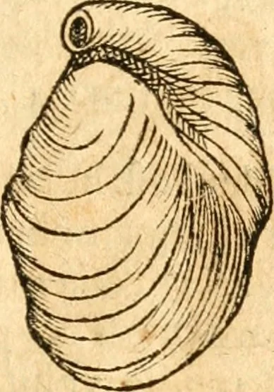 An illustration from Fabii Columnæ, Lyncei, nobilis Neapolitani, genere Romani, Opusculum de Purpura : Romae primùm, an. 1616 editum, & nunc iterùm luci datum, operâ ac studio Johann-Danielis Majoris ... cujus novissimè accesserunt annotationes quædam, 1675, leaf 52