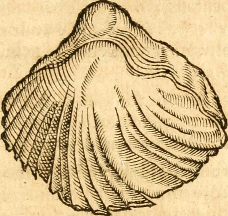 An illustration from Fabii Columnæ, Lyncei, nobilis Neapolitani, genere Romani, Opusculum de Purpura : Romae primùm, an. 1616 editum, & nunc iterùm luci datum, operâ ac studio Johann-Danielis Majoris ... cujus novissimè accesserunt annotationes quædam, 1675, leaf 54