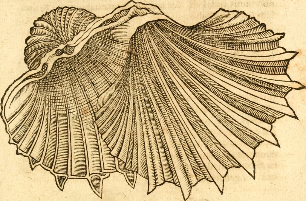 An illustration from Fabii Columnæ, Lyncei, nobilis Neapolitani, genere Romani, Opusculum de Purpura : Romae primùm, an. 1616 editum, & nunc iterùm luci datum, operâ ac studio Johann-Danielis Majoris ... cujus novissimè accesserunt annotationes quædam, 1675, leaf 58