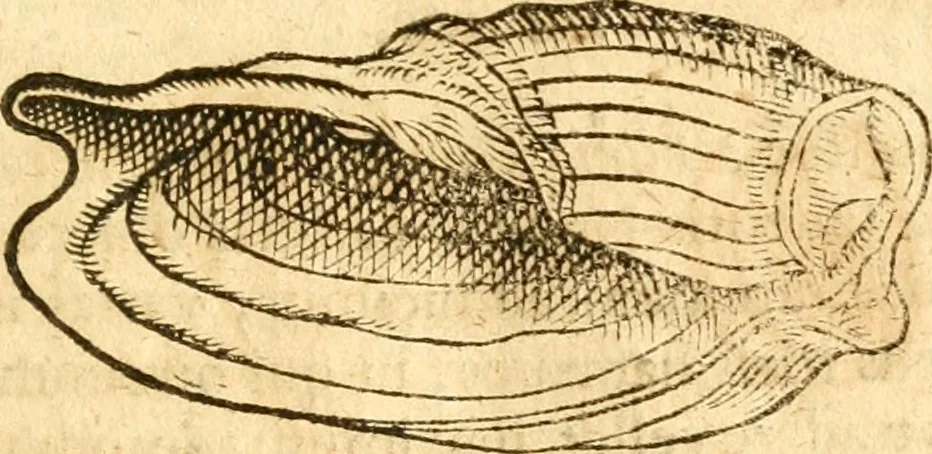 An illustration from Fabii Columnæ, Lyncei, nobilis Neapolitani, genere Romani, Opusculum de Purpura : Romae primùm, an. 1616 editum, & nunc iterùm luci datum, operâ ac studio Johann-Danielis Majoris ... cujus novissimè accesserunt annotationes quædam, 1675, leaf 60