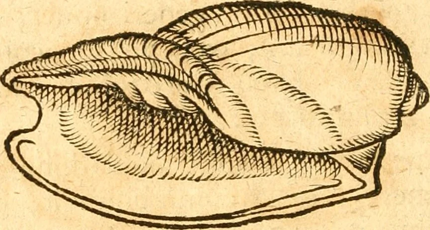 An illustration from Fabii Columnæ, Lyncei, nobilis Neapolitani, genere Romani, Opusculum de Purpura : Romae primùm, an. 1616 editum, & nunc iterùm luci datum, operâ ac studio Johann-Danielis Majoris ... cujus novissimè accesserunt annotationes quædam, 1675, leaf 61