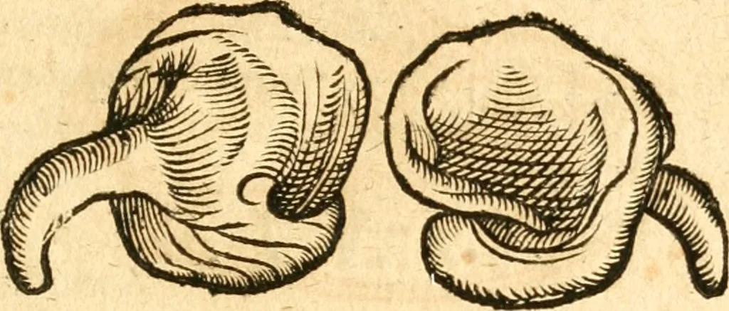 An illustration from Fabii Columnæ, Lyncei, nobilis Neapolitani, genere Romani, Opusculum de Purpura : Romae primùm, an. 1616 editum, & nunc iterùm luci datum, operâ ac studio Johann-Danielis Majoris ... cujus novissimè accesserunt annotationes quædam, 1675, leaf 62