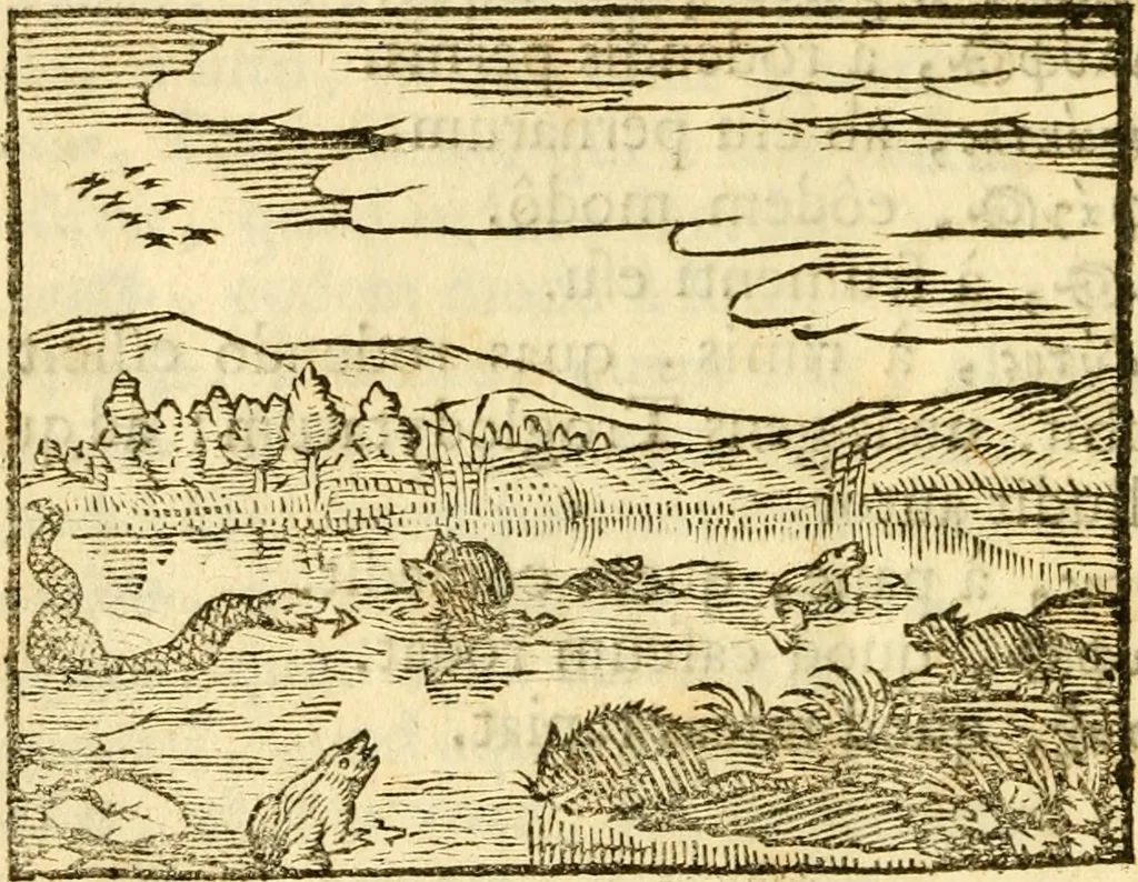 An illustration from Fabulae Aesopi graecaè et latinè, nunc denuo selectae, 1672, leaf 103