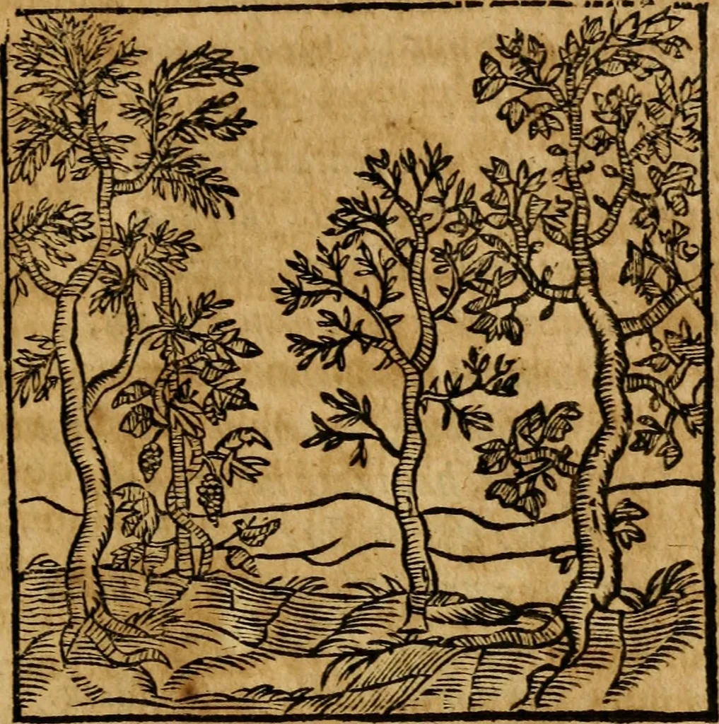 An illustration from Fabulae c. Aesopicae, 1590, leaf 236
