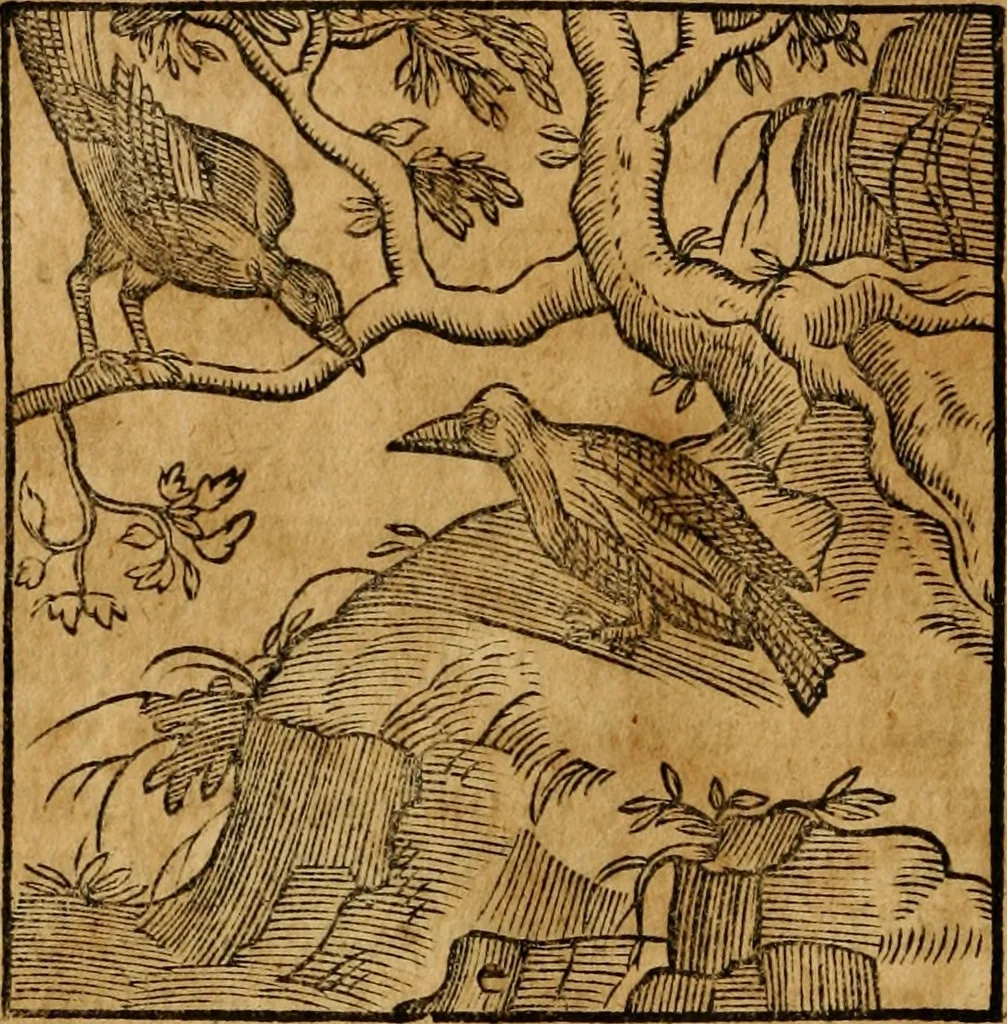 An illustration from Fabulae c. Aesopicae, 1590, leaf 51