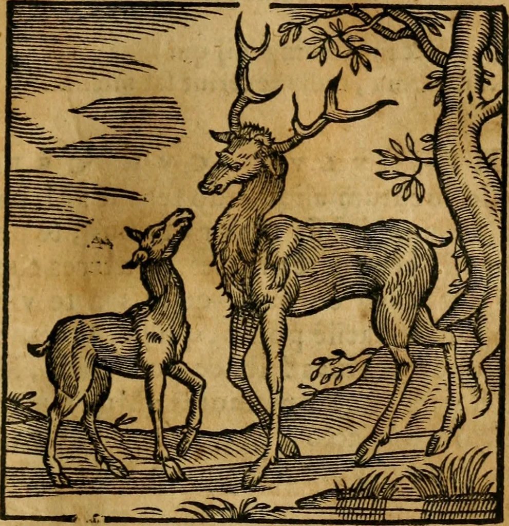 An illustration from Fabulae c. Aesopicae, 1590, leaf 72