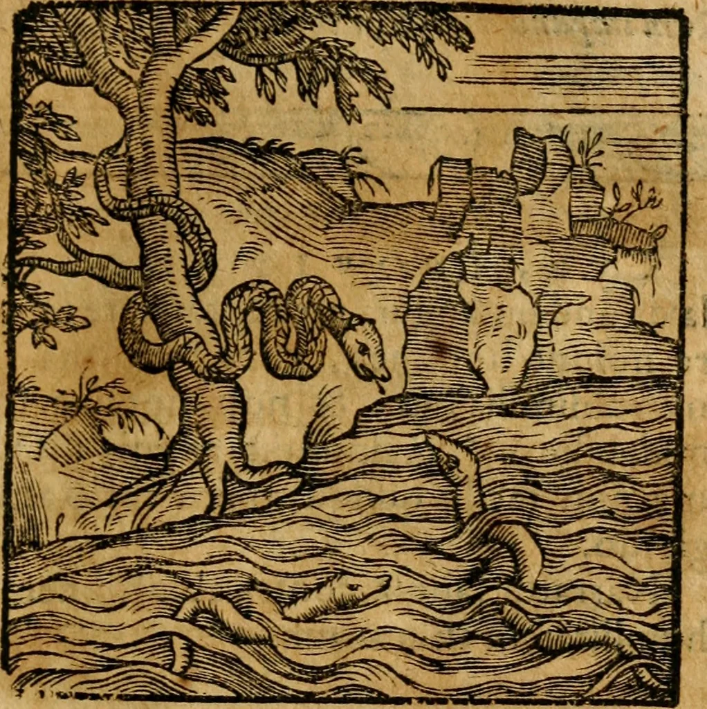 An illustration from Fabulae c. Aesopicae, 1590, leaf 82