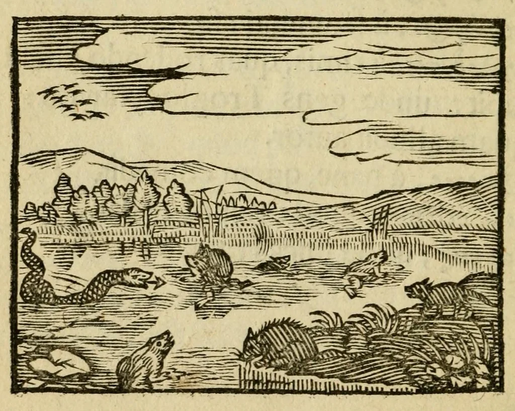An illustration from Fabulæ Æsopi Graecè & Latinè, nunc denuo selectæ : eæ item, quas Avienus carmine expressit, accedit ranarum et murium pugna, Homero olim adscripta cum ... figuris .., 1660, leaf 124
