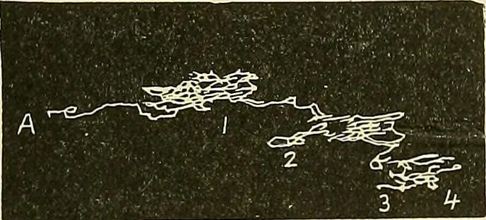 An illustration from Fact and fable in psychology, 1901, leaf 342