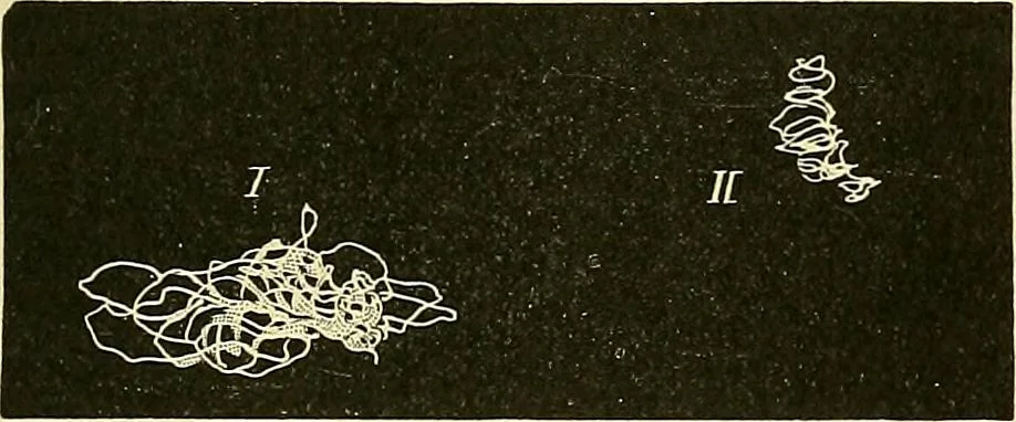 An illustration from Fact and fable in psychology, 1901, leaf 356