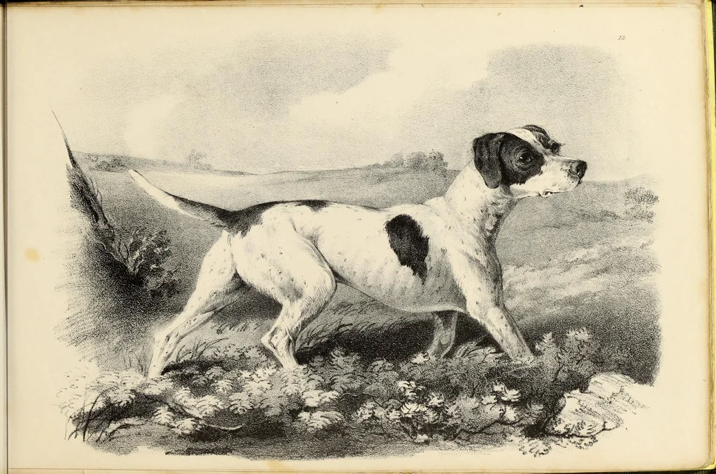 An illustration from Fairland's juvenile artist, or, Easy studies for beginners in drawing, of figures, animals, shipping, and landscape, 1838, leaf 29