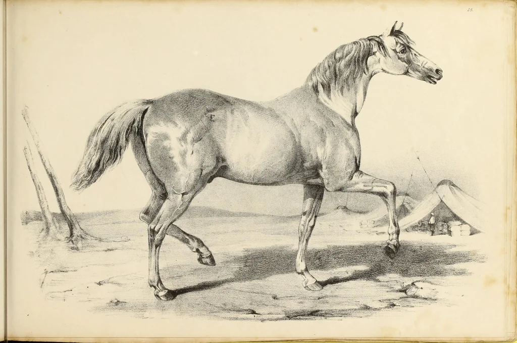 An illustration from Fairland's juvenile artist, or, Easy studies for beginners in drawing, of figures, animals, shipping, and landscape, 1838, leaf 35