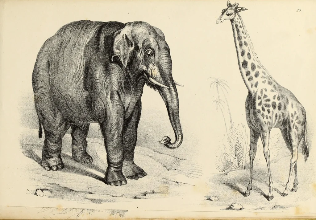An illustration from Fairland's juvenile artist, or, Easy studies for beginners in drawing, of figures, animals, shipping, and landscape, 1838, leaf 43