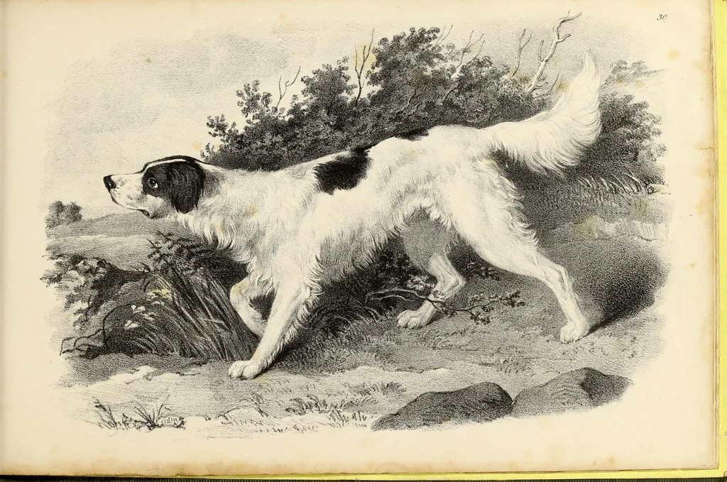 An illustration from Fairland's juvenile artist, or, Easy studies for beginners in drawing, of figures, animals, shipping, and landscape, 1838, leaf 65