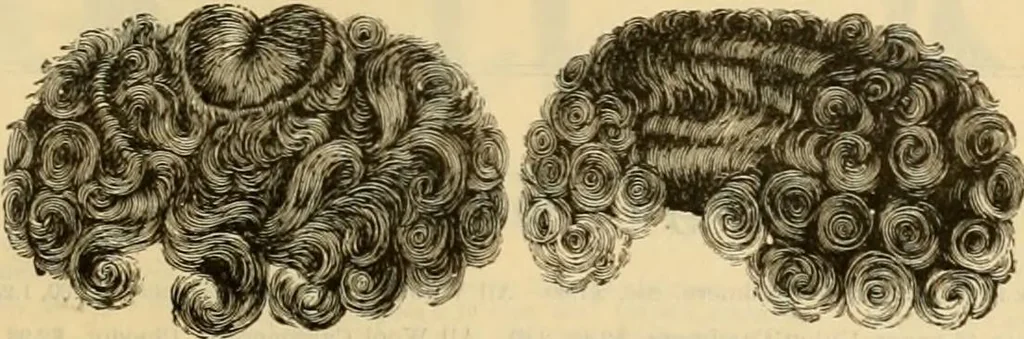 An illustration from Fall and Winter, 1890-91 Fashion Catalogue / H. O'Neill and Co., 1890, leaf 110