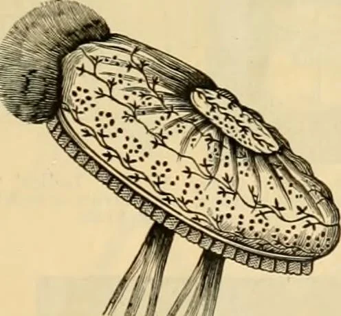 An illustration from Fall and Winter, 1890-91 Fashion Catalogue / H. O'Neill and Co., 1890, leaf 128