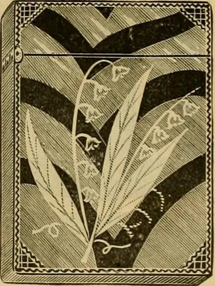 An illustration from Fall and Winter, 1890-91 Fashion Catalogue / H. O'Neill and Co., 1890, leaf 171