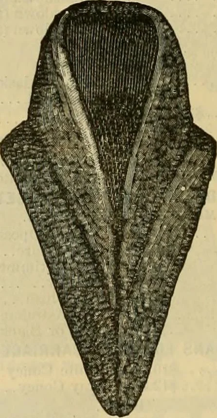 An illustration from Fall and Winter, 1890-91 Fashion Catalogue / H. O'Neill and Co., 1890, leaf 61