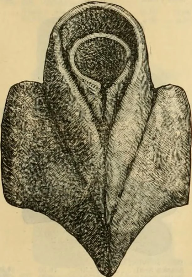 An illustration from Fall and Winter, 1890-91 Fashion Catalogue / H. O'Neill and Co., 1890, leaf 62
