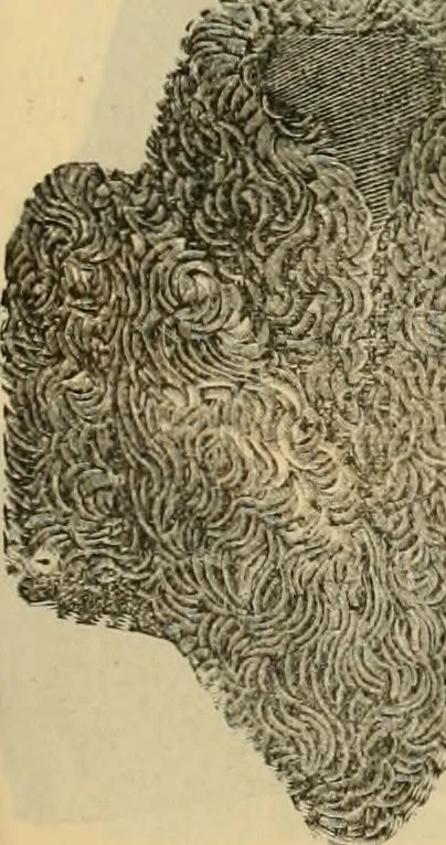 An illustration from Fall and Winter, 1890-91 Fashion Catalogue / H. O'Neill and Co., 1890, leaf 62