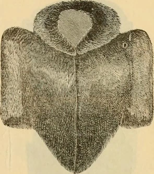 An illustration from Fall and Winter, 1890-91 Fashion Catalogue / H. O'Neill and Co., 1890, leaf 62