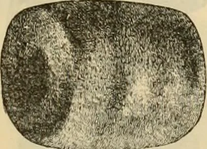 An illustration from Fall and Winter, 1890-91 Fashion Catalogue / H. O'Neill and Co., 1890, leaf 62