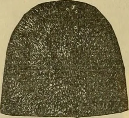 An illustration from Fall and Winter, 1890-91 Fashion Catalogue / H. O'Neill and Co., 1890, leaf 63