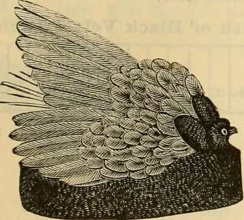 An illustration from Fall and Winter, 1890-91 Fashion Catalogue / H. O'Neill and Co., 1890, leaf 64