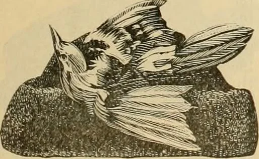 An illustration from Fall and Winter, 1890-91 Fashion Catalogue / H. O'Neill and Co., 1890, leaf 64