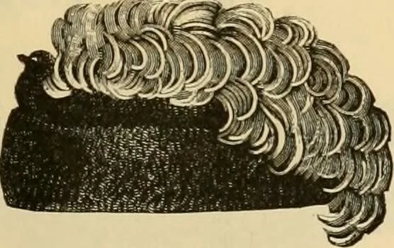 An illustration from Fall and Winter, 1890-91 Fashion Catalogue / H. O'Neill and Co., 1890, leaf 64
