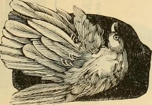 An illustration from Fall and Winter, 1890-91 Fashion Catalogue / H. O'Neill and Co., 1890, leaf 64