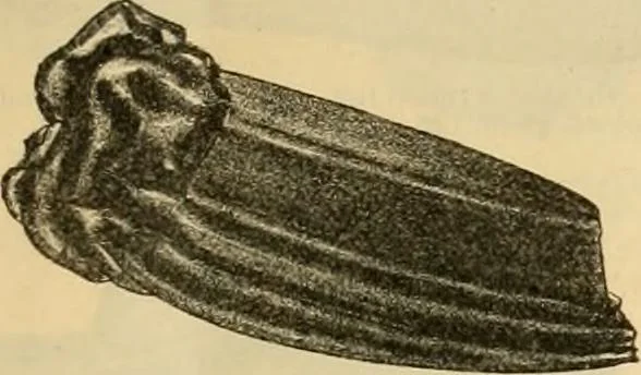 An illustration from Fall and Winter, 1890-91 Fashion Catalogue / H. O'Neill and Co., 1890, leaf 66
