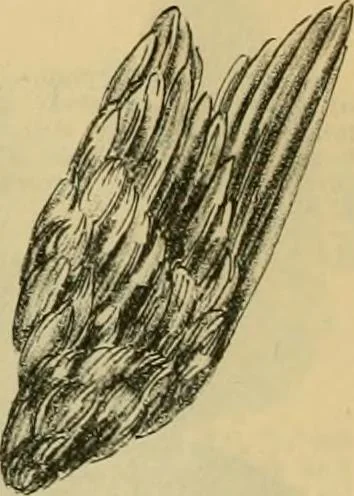 An illustration from Fall and Winter, 1890-91 Fashion Catalogue / H. O'Neill and Co., 1890, leaf 71