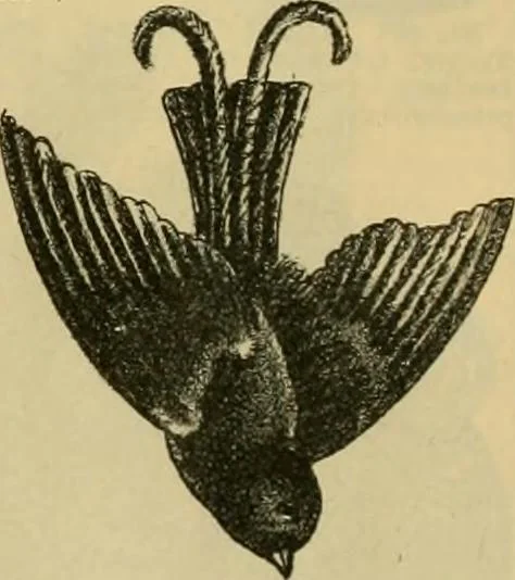 An illustration from Fall and Winter, 1890-91 Fashion Catalogue / H. O'Neill and Co., 1890, leaf 71