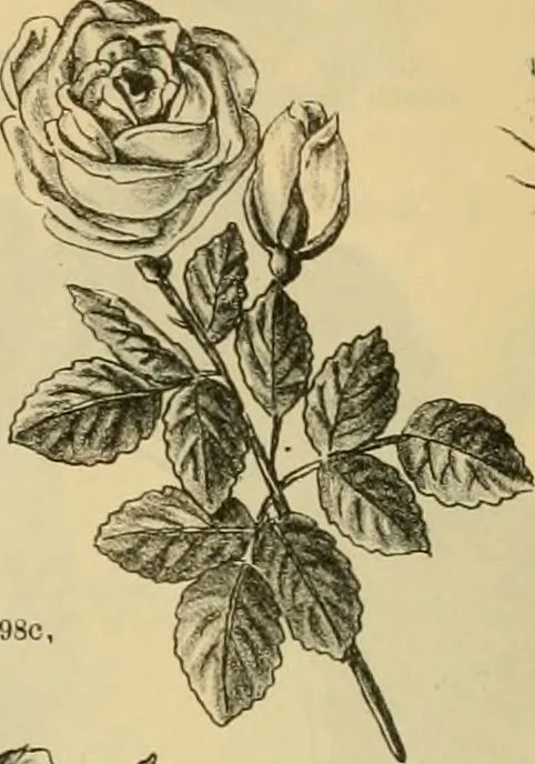 An illustration from Fall and Winter, 1890-91 Fashion Catalogue / H. O'Neill and Co., 1890, leaf 73