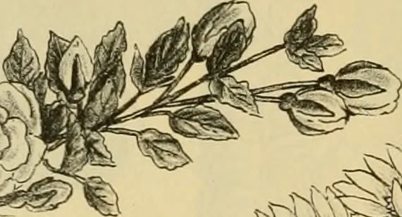 An illustration from Fall and Winter, 1890-91 Fashion Catalogue / H. O'Neill and Co., 1890, leaf 73